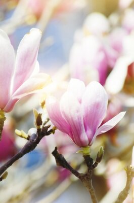 Sticker  Plusieurs bourgeons de magnolia rose