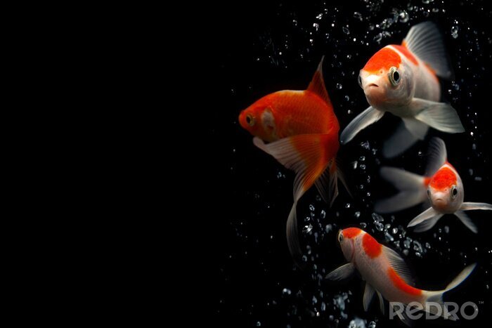 Sticker  Poissons et bulles d'eau