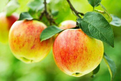 Sticker  Pommes qui mûrissent sur l'arbre