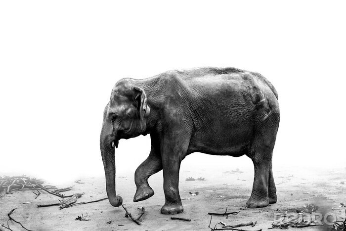 Sticker  Portrait d'éléphant