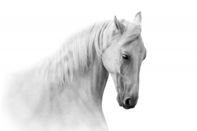 Portrait d'un cheval blanc