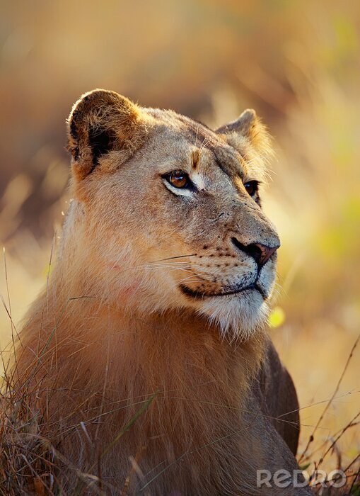 Sticker  Portrait d'une lionne dans l'herbe