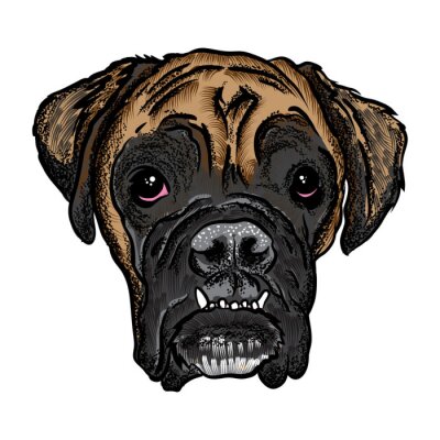 Sticker  Portrait de Boxer puppy. Illustration dessinée à la main. T-shirt et conception de concept de tatouage. Vecteur.