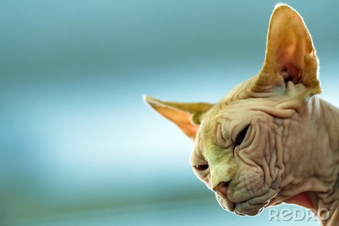 Sticker  Portrait de chats de race pure de sphinx à la peau ridée