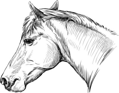 Sticker  portrait de cheval