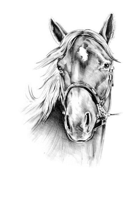 Sticker  Portrait de cheval dessin