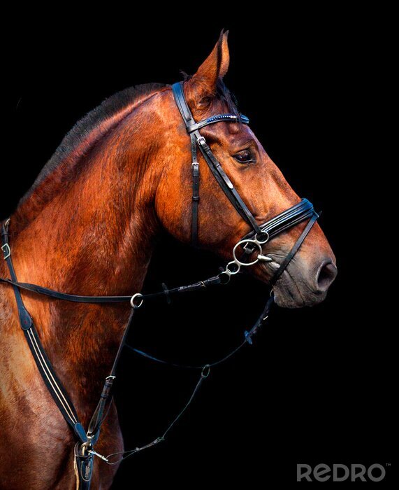 Sticker  Portrait de cheval noir