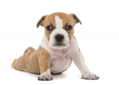 Sticker  Portrait de l'American Staffordshire Terrier chiot couché