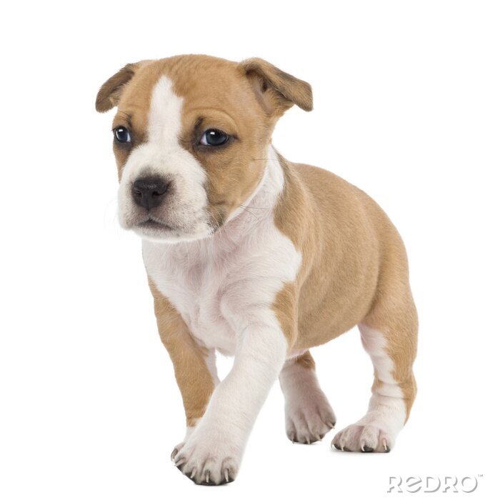 Sticker  Portrait de l'American Staffordshire Terrier Puppy marche