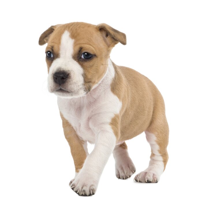 Sticker  Portrait de l'American Staffordshire Terrier Puppy marche