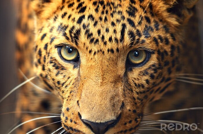 Sticker  Portrait de léopard