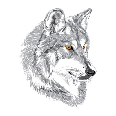 Sticker  Portrait de loup gris