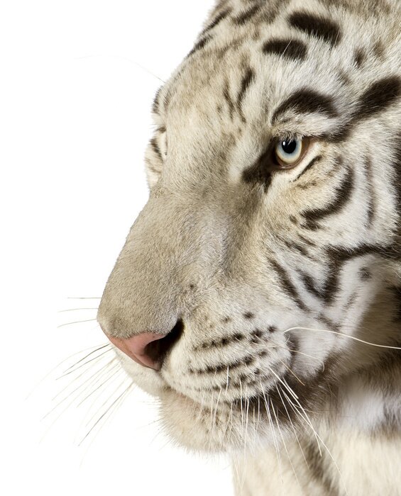 Sticker  Portrait de tigre animal