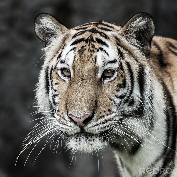 Sticker  Portrait de tigre avec une longue moustache blanche