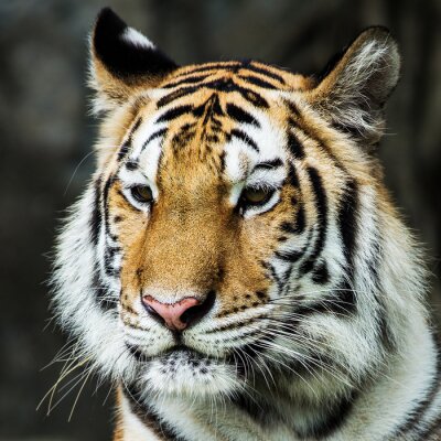 Sticker  Portrait de tigre dans la nature