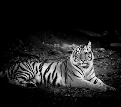 Sticker  Portrait de tigre monochrome