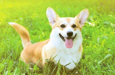 Sticker  Positive chien Pembroke Welsh Corgi sur l'herbe l'été