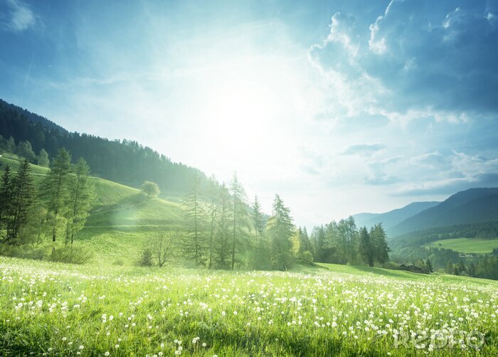 Sticker  Prairie avec pissenlits