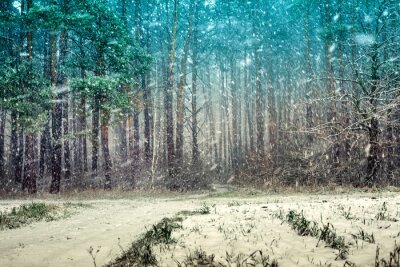 Sticker  Première neige dans la forêt de pins
