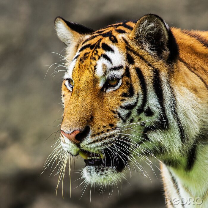 Sticker  Profil de museau de tigre arrière-plan flou