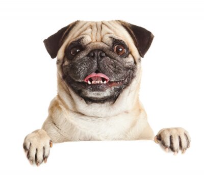 Sticker  Pug chien