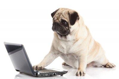 Pug Dog avec un ordinateur portable.