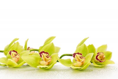 Rameau ave des fleurs vertes d'orchidées