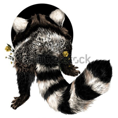 Sticker  raton laveur croquis graphiques vectoriels retour image couleur