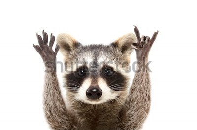 Sticker  Raton laveur sur fond blanc