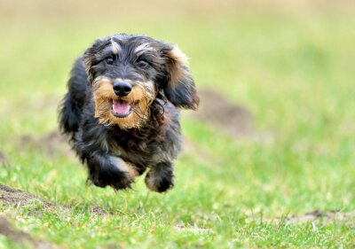 Sticker  Rauhaarteckel