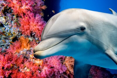 Récif de corail rouge et dauphin