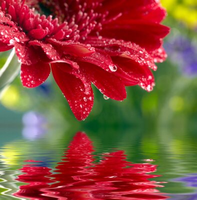 Red daisy-gerbera reflète dans l'eau
