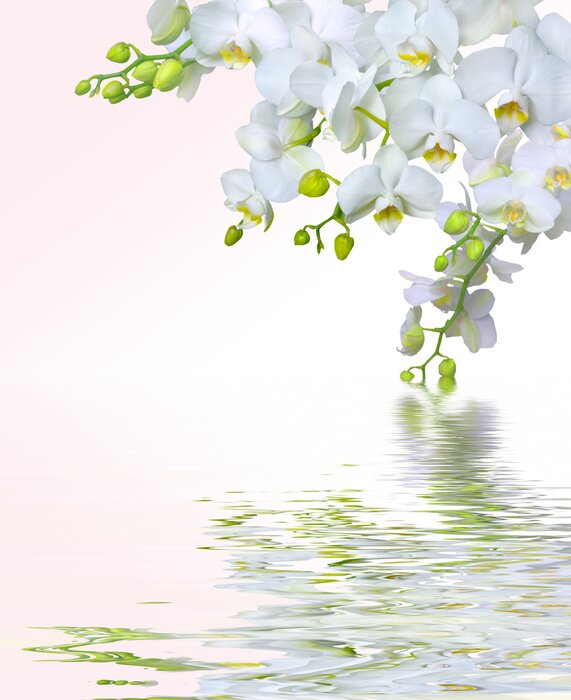 Sticker  Reflet de fleurs blanches dans l'eau
