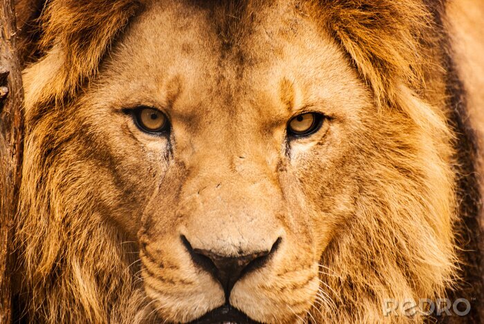 Sticker  Regard menaçant de lion de safari