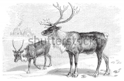 Sticker  Reindeer (Rangifer tarandus) / vintage illustration from Meyers Konversations-Lexikon 1897