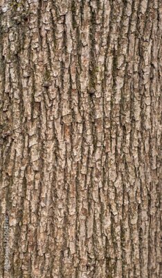 Sticker  Relief texture of the brown bark of a tree with green moss on it. Vertical photo of a tree bark texture. Relief creative texture of an old oak bark.