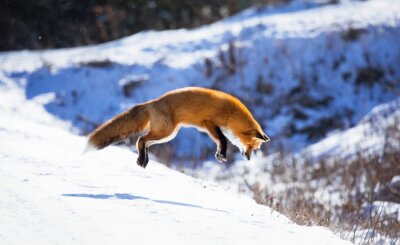 Renard roux, Canada