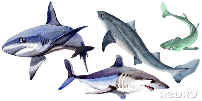 Sticker  Requin poisson sauvage dans un style aquarelle isolé. Nom complet du poisson: Requin. Aquarelle de poissons sauvages pour le fond, la texture, le motif d'emballage ou le tatouage.