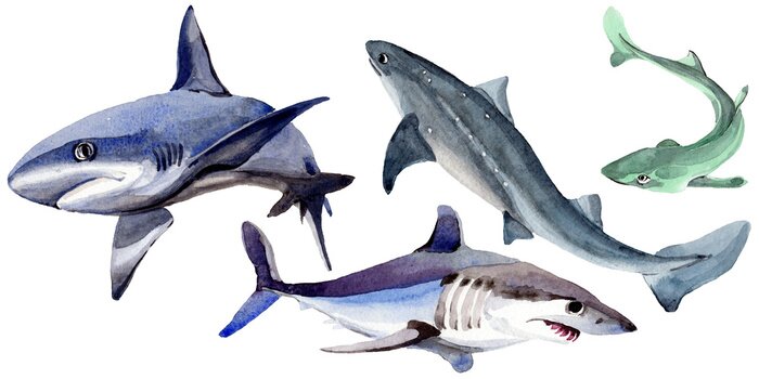 Sticker  Requin poisson sauvage dans un style aquarelle isolé. Nom complet du poisson: Requin. Aquarelle de poissons sauvages pour le fond, la texture, le motif d'emballage ou le tatouage.