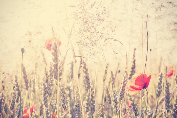 Sticker  Rétro filtré prairie sauvage avec des fleurs de pavot au lever du soleil