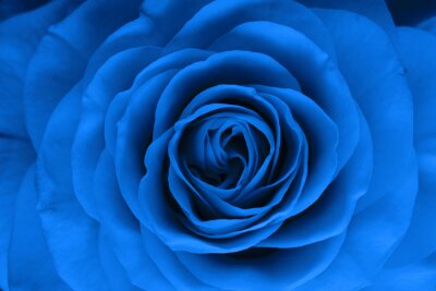 Rose bleue version macro