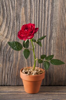 Sticker  Rose dans un pot sur un fond en bois