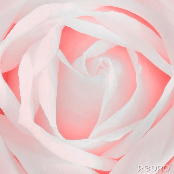 Sticker  Rose rose