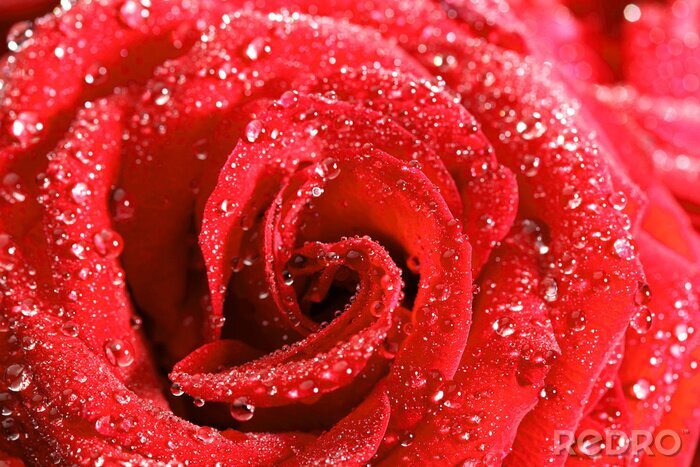 Sticker  rose rouge
