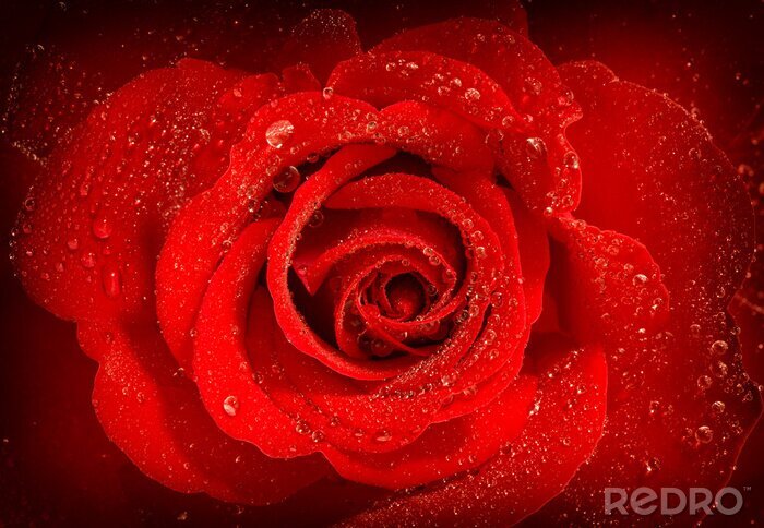 Sticker  Rose rouge avec rosée
