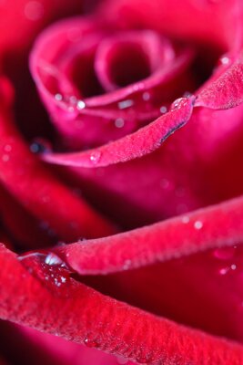 Sticker  rose rouge bourgeon close up macro shot avec des gouttes d'eau texture surfac