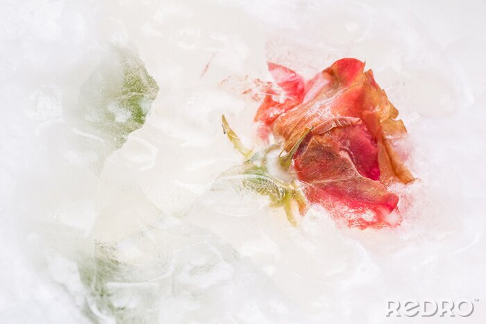 Sticker  Rose rouge dans l'eau gelée