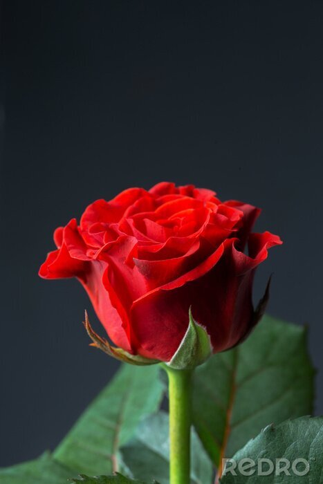 Sticker  Rose rouge sur fond sombre