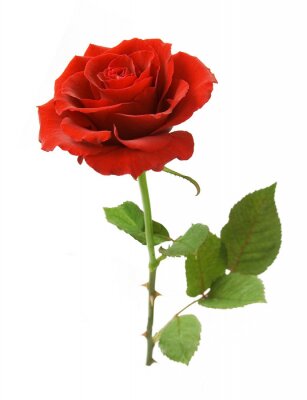 Sticker  Rose unique sur fond blanc