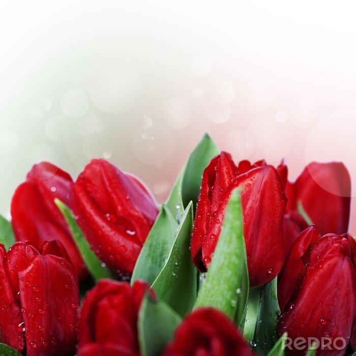 Sticker  rosée sur les fleurs rouges